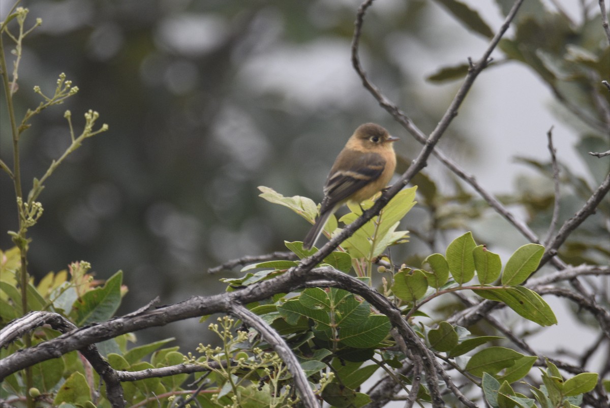 Buff-breasted Flycatcher - ML643317109