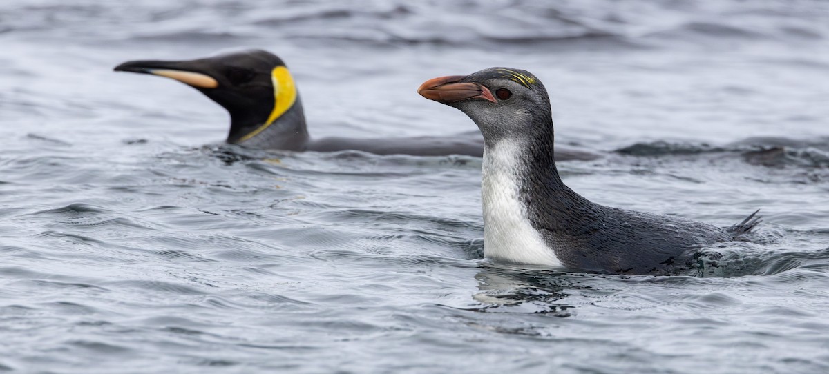 Royal Penguin - ML643317115