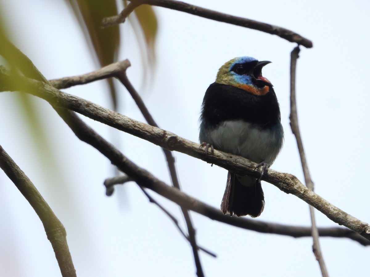 Golden-hooded Tanager - ML643317123