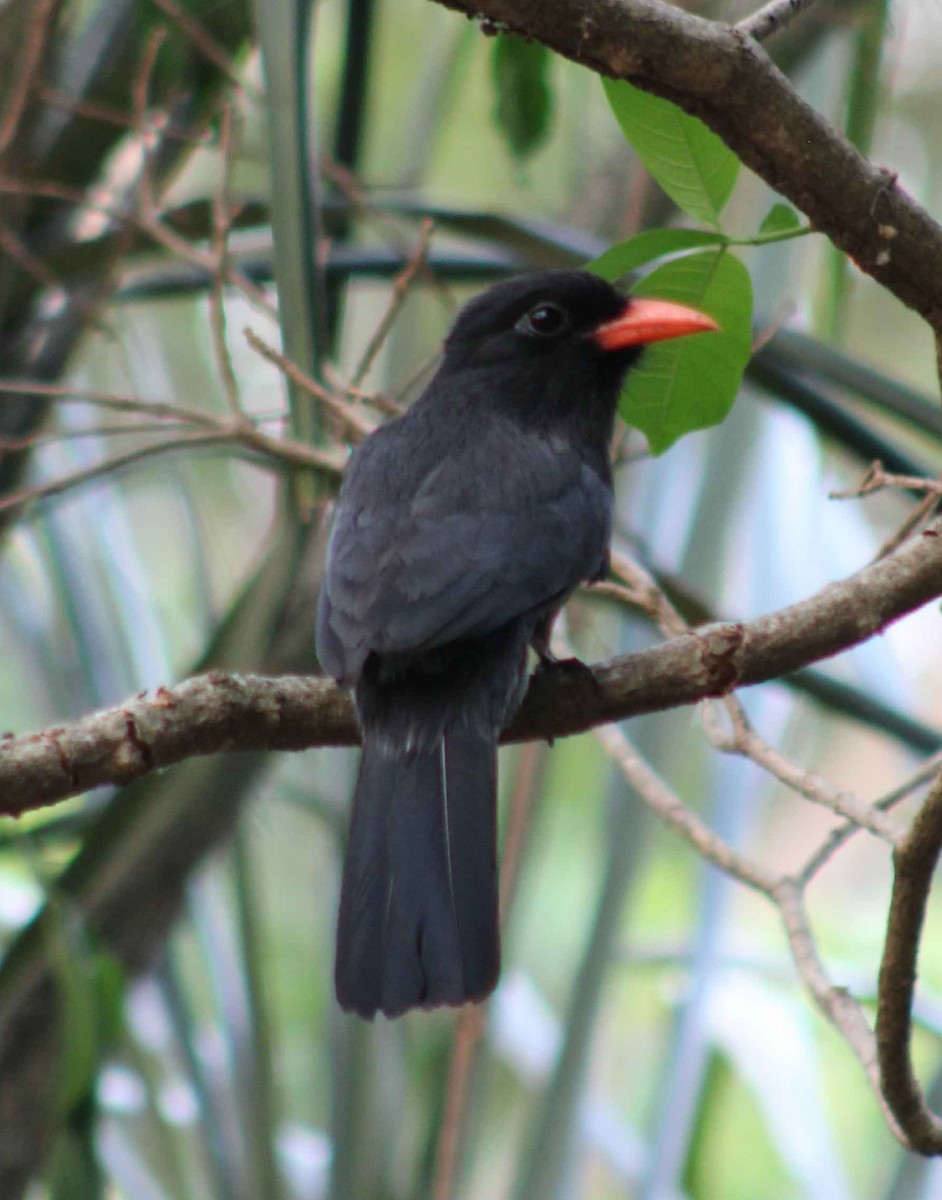 Black-fronted Nunbird - ML643317136