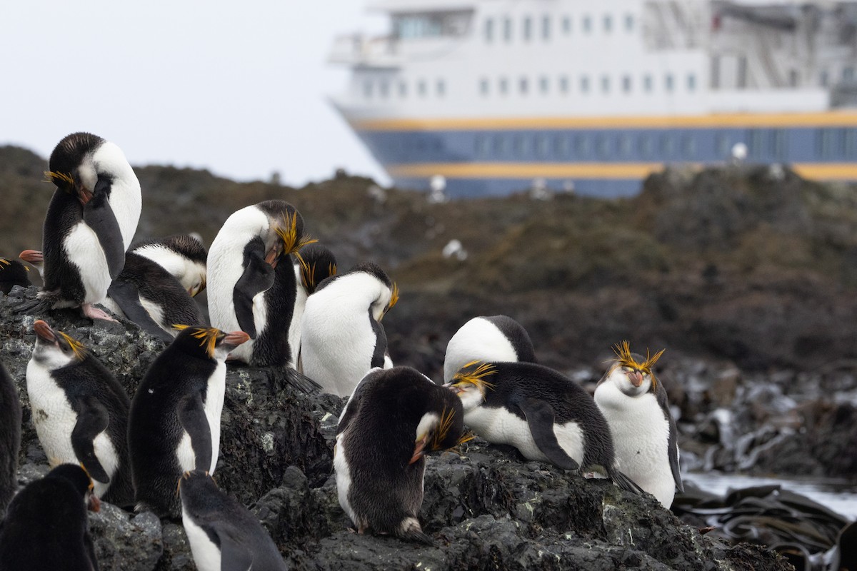 Royal Penguin - ML643317138