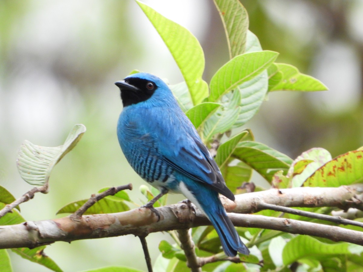 Swallow Tanager - ML643317143