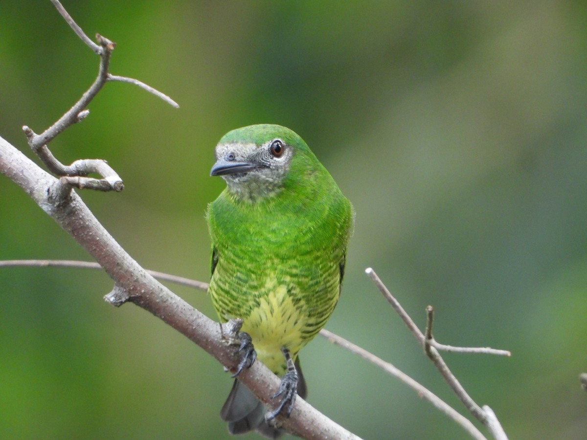 Swallow Tanager - ML643317144