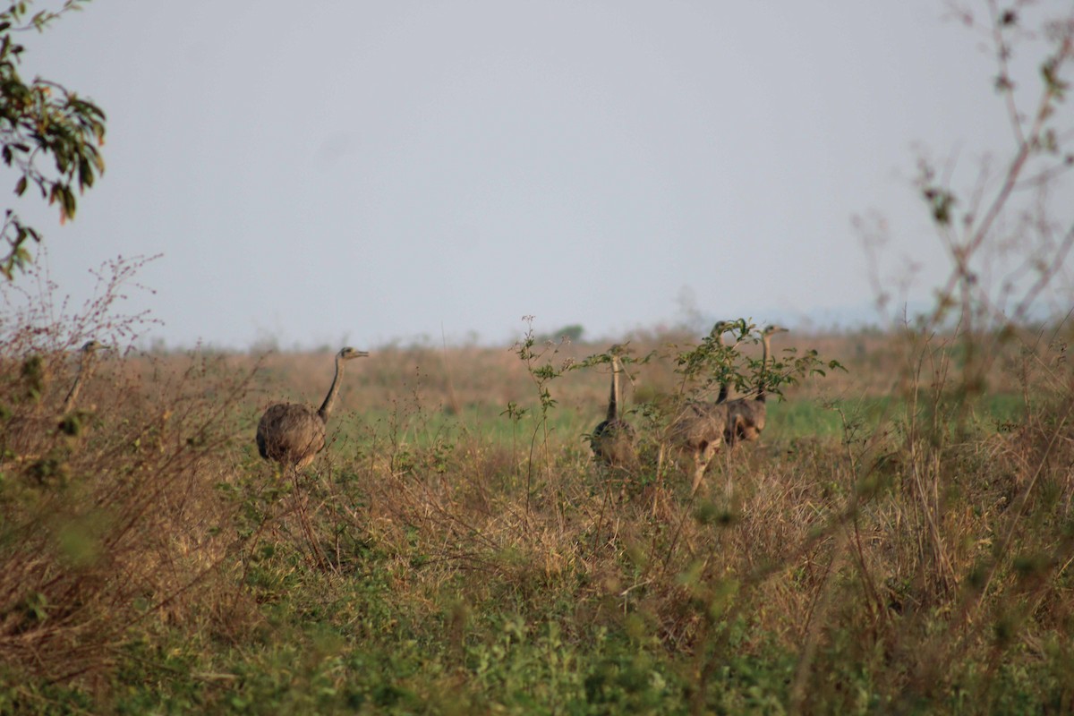 Greater Rhea - ML643317157