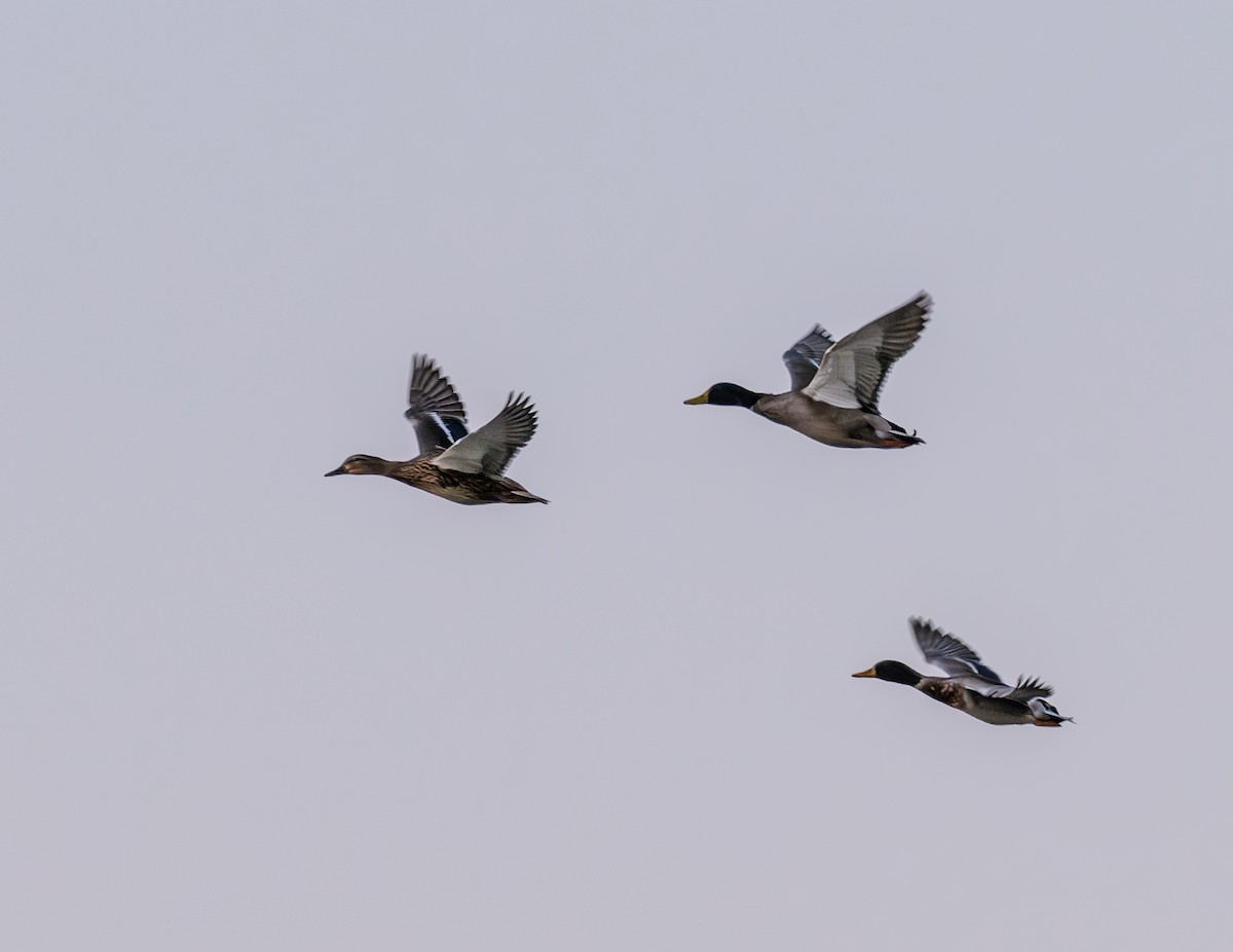 Mallard (Domestic type) - ML643317163