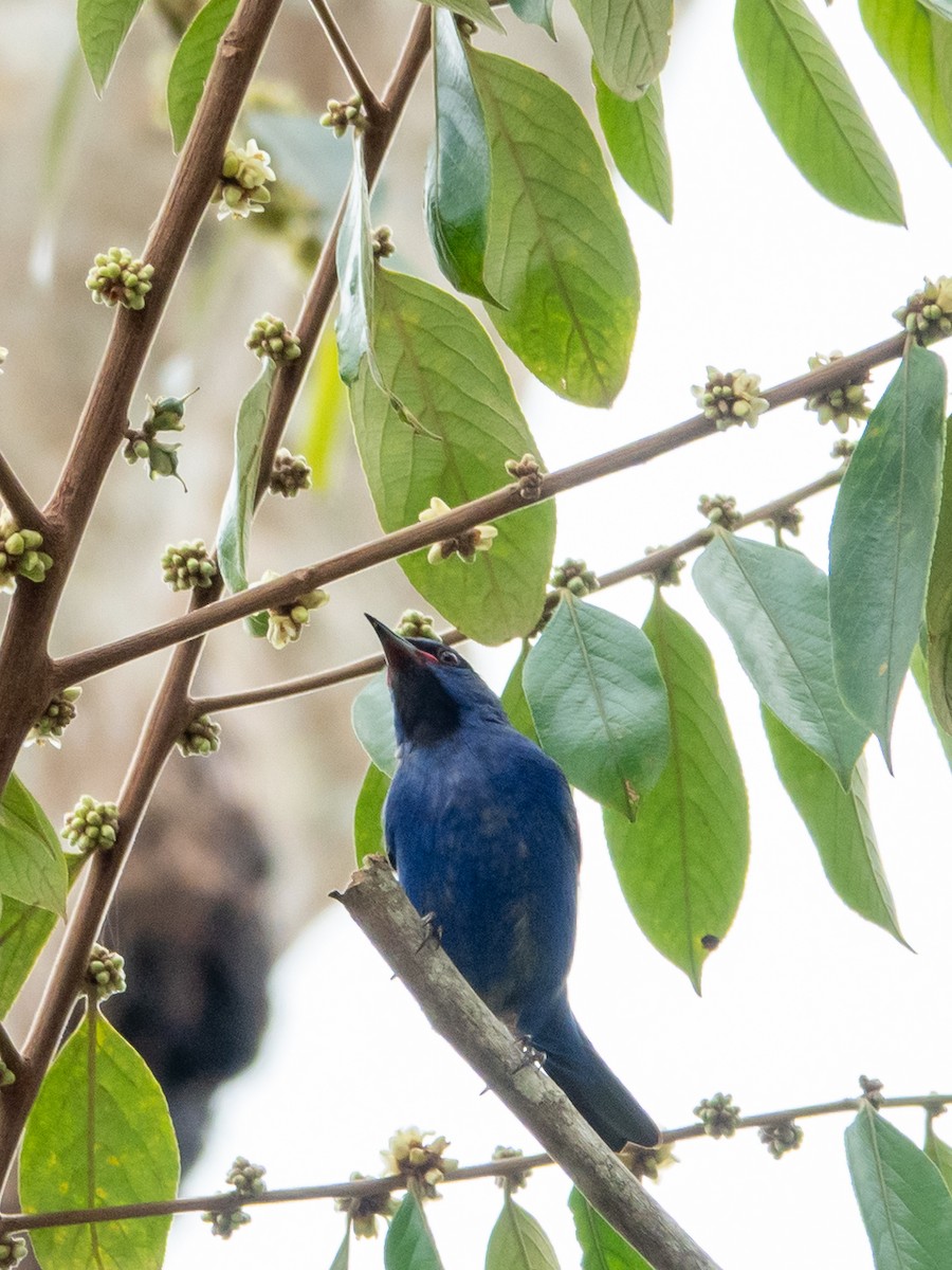 Blue Dacnis - ML643317168