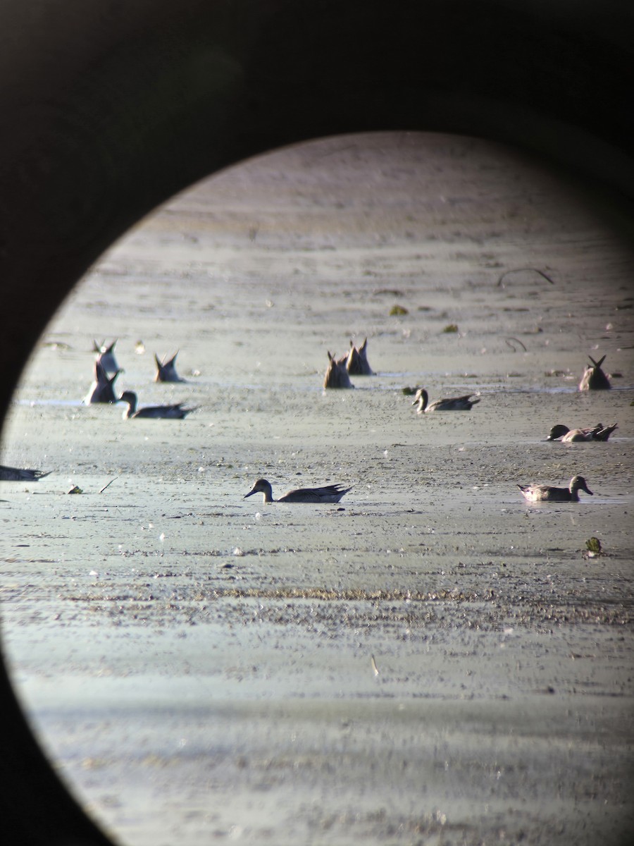 Northern Pintail - ML643317183