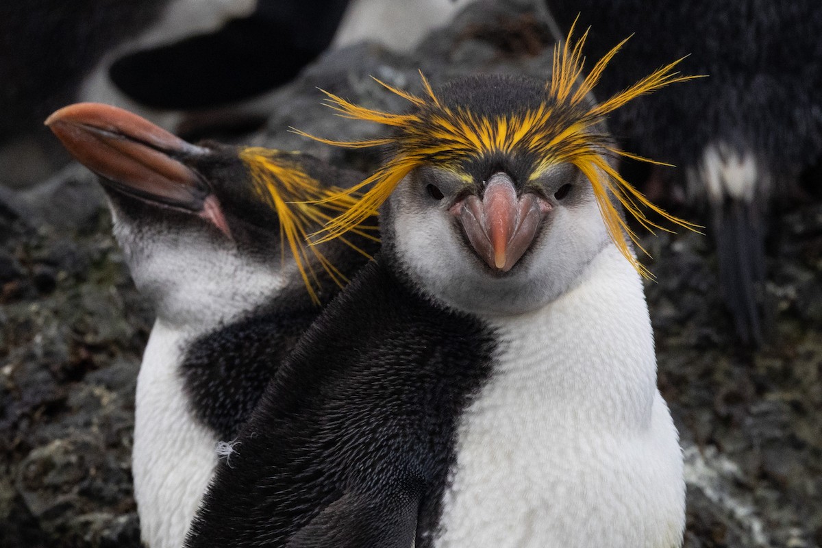 Royal Penguin - ML643317184