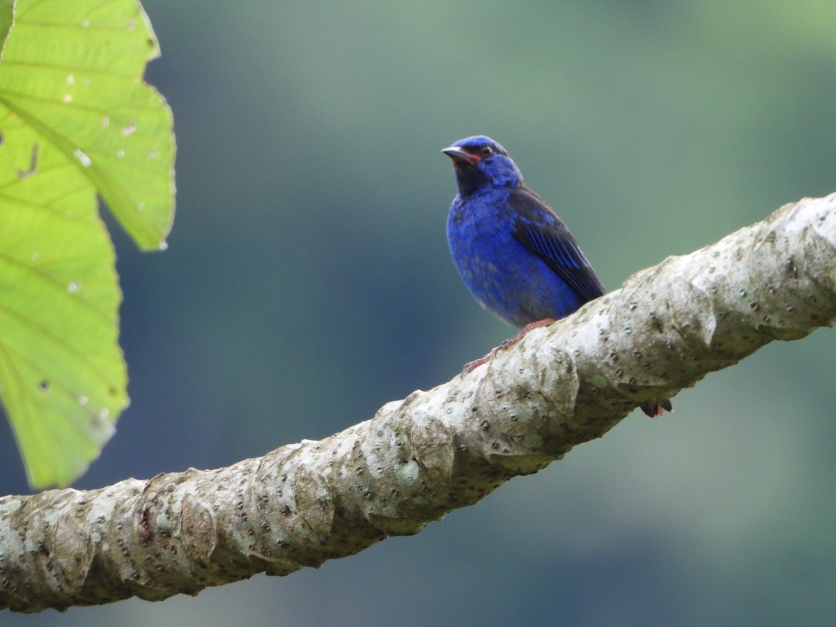 Blue Dacnis - ML643317185