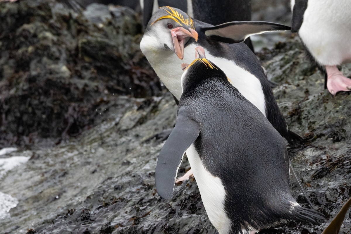 Royal Penguin - ML643317186
