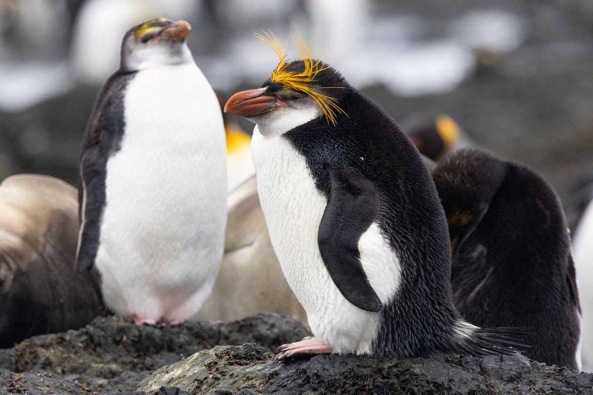 Royal Penguin - ML643317187