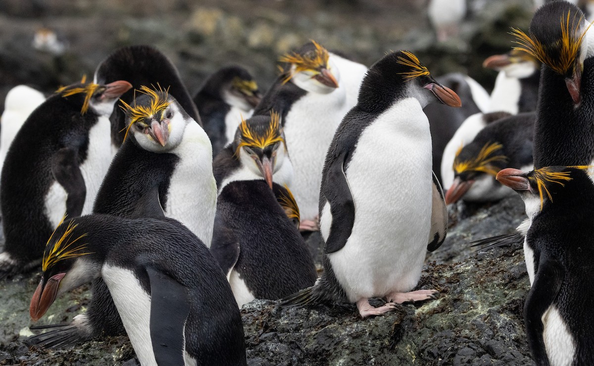 Royal Penguin - ML643317188
