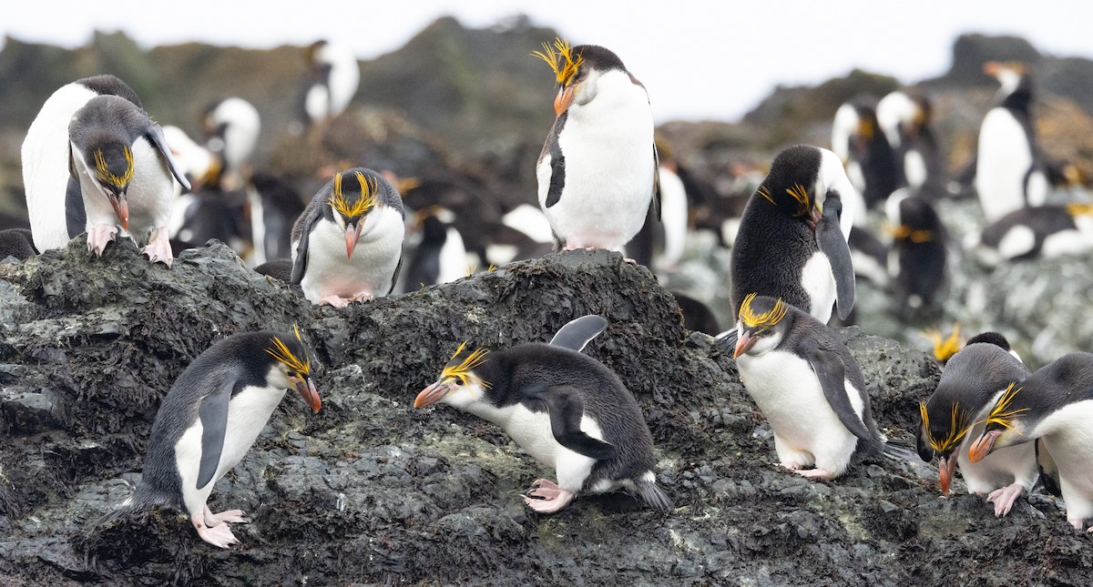 Royal Penguin - ML643317195