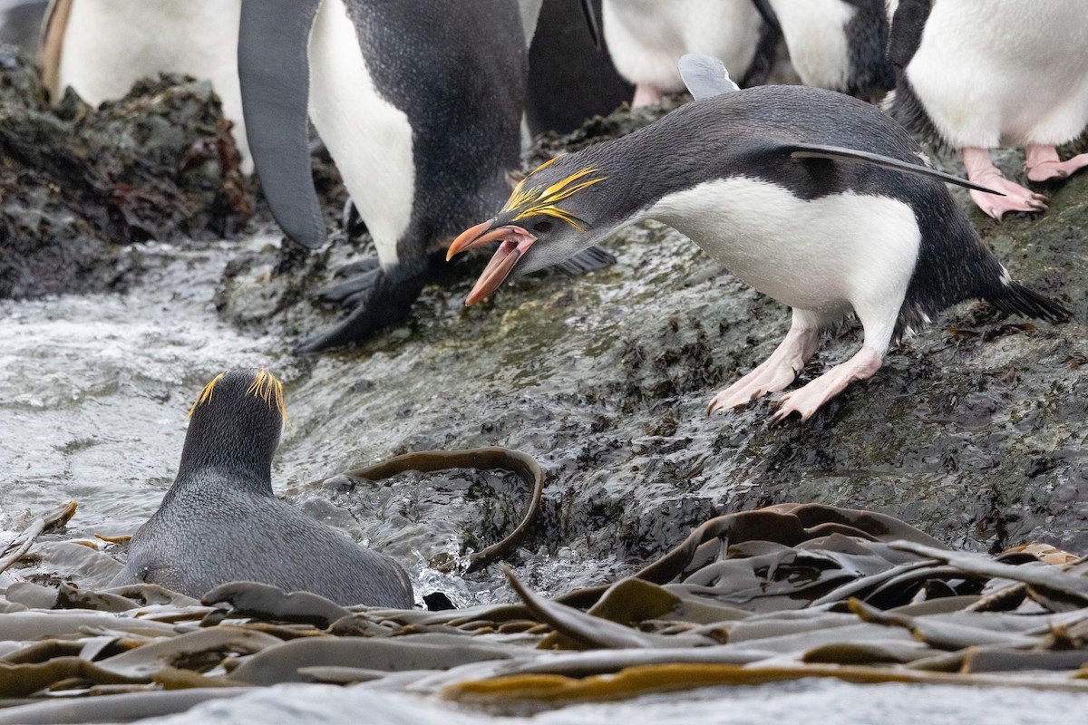 Royal Penguin - ML643317197