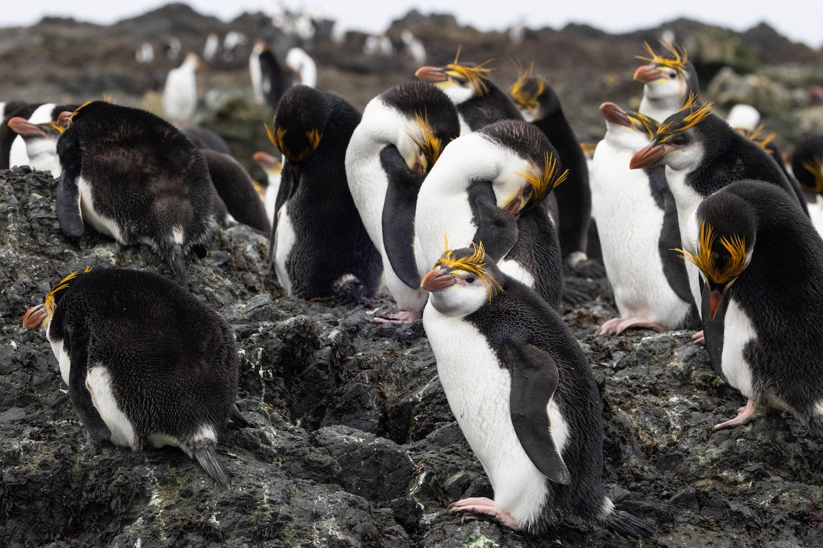 Royal Penguin - ML643317198