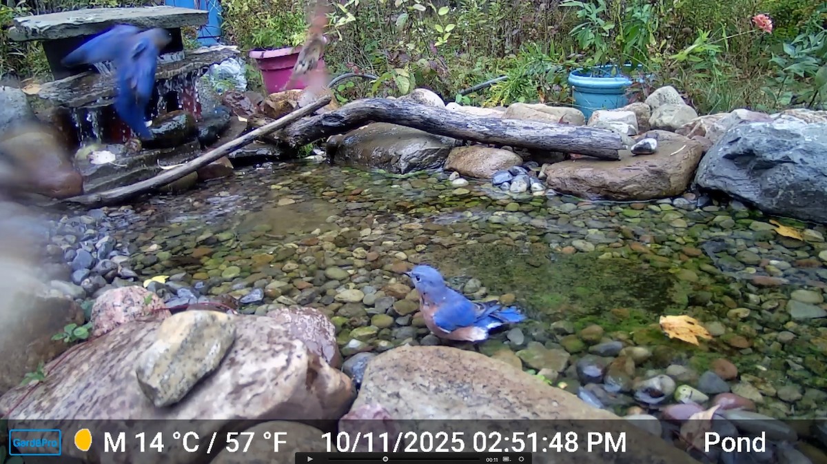 Eastern Bluebird - ML643317199