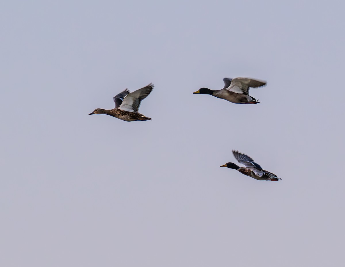 Mallard (Domestic type) - ML643317203