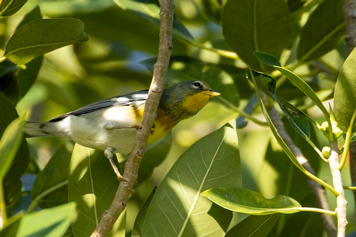 Parula Norteña - ML643317215