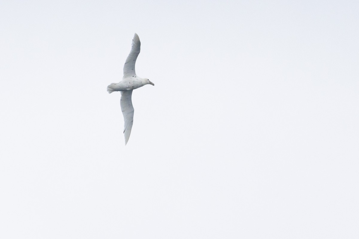 Southern Giant-Petrel - ML643317220