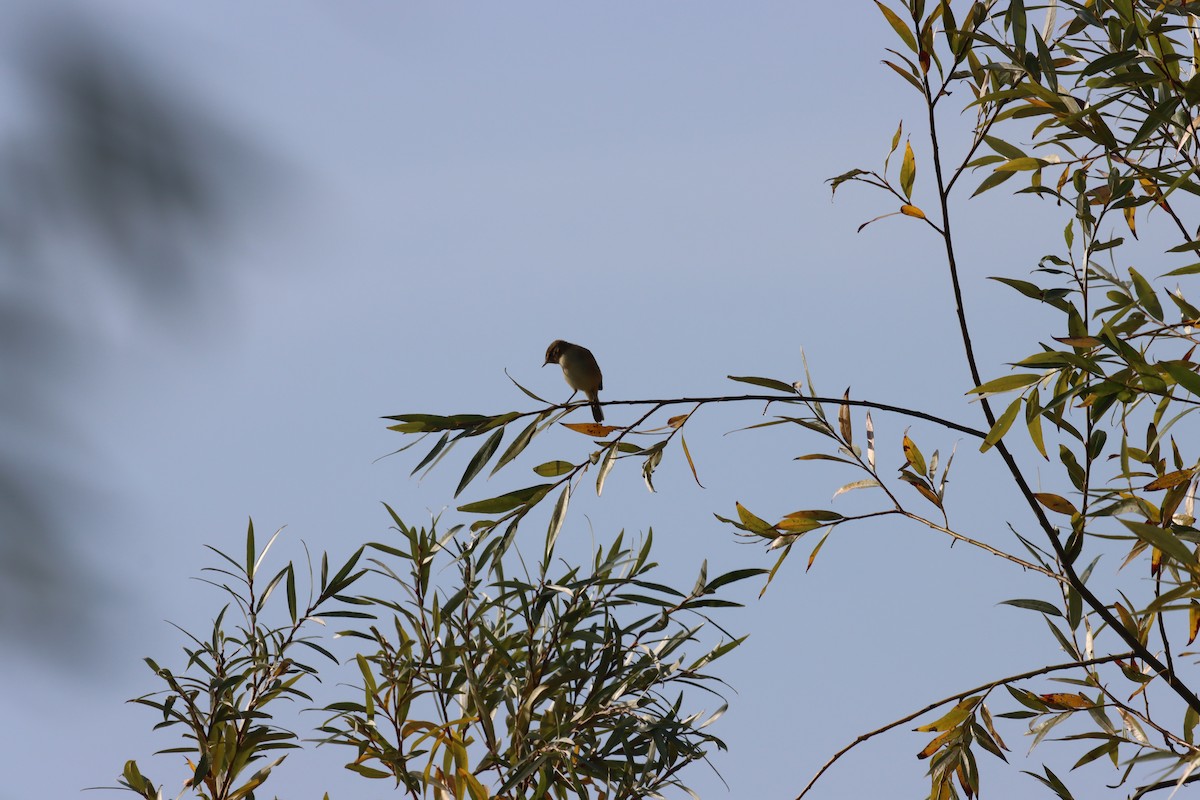 Cetti's Warbler - ML643317228