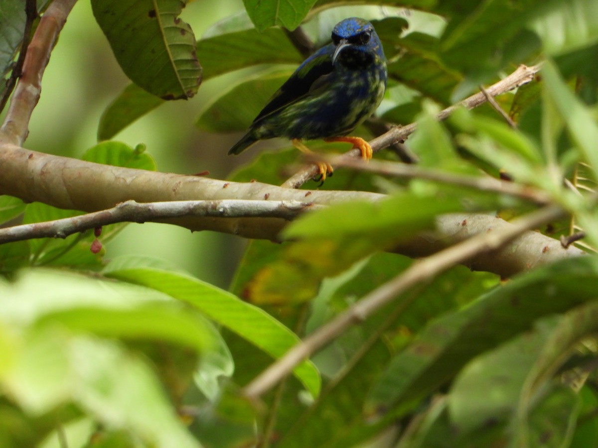 Purple Honeycreeper - ML643317244