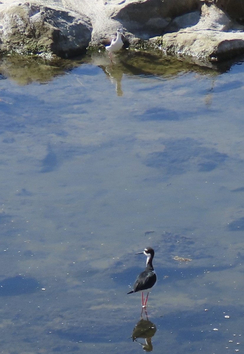 Black-necked Stilt - ML643317247