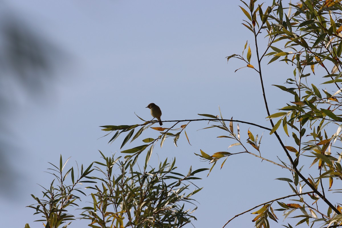 Cetti's Warbler - ML643317253