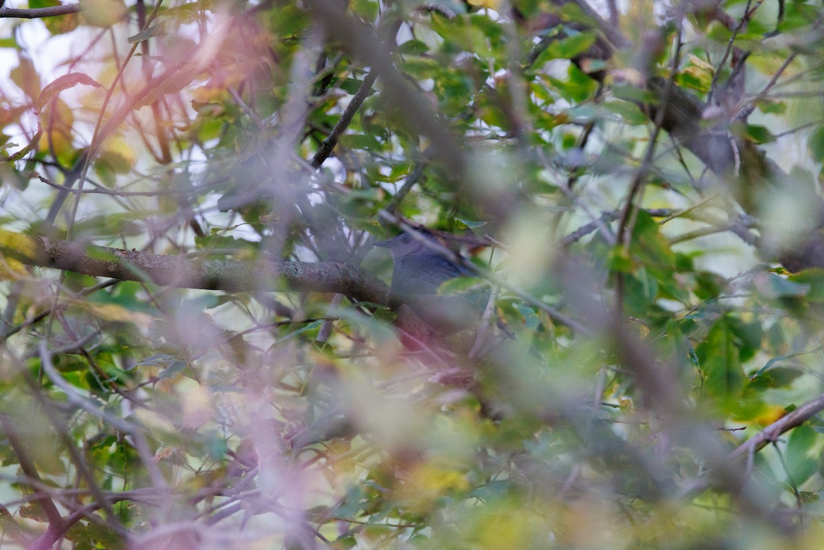 Gray Catbird - ML643317288