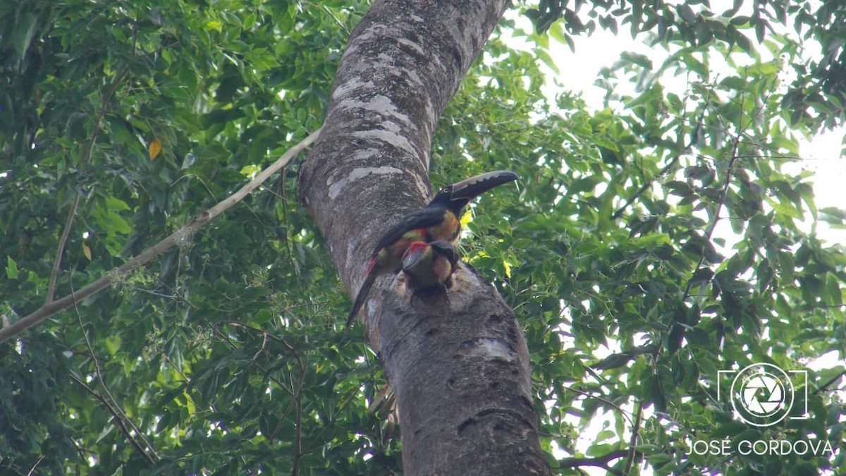 Collared Aracari - ML643317335