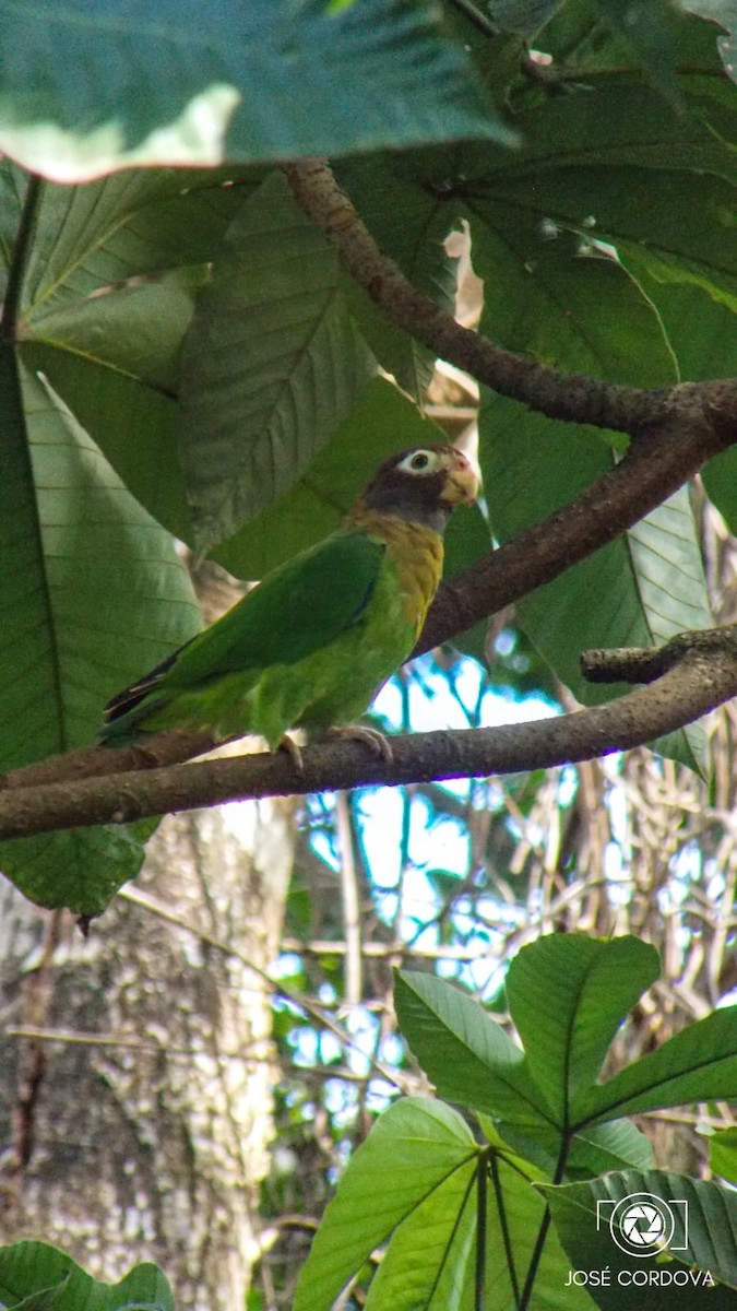 アカミミインコ - ML643317366