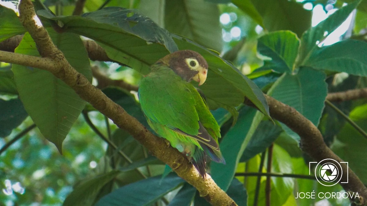 アカミミインコ - ML643317367