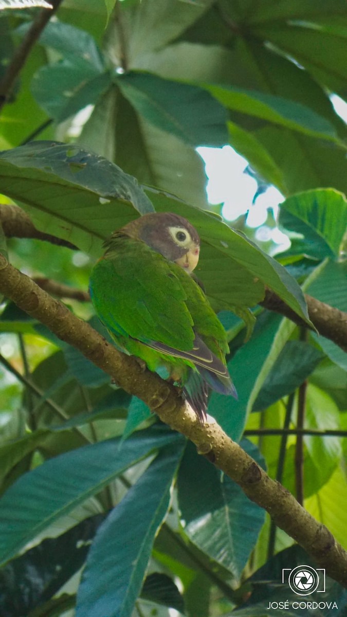 アカミミインコ - ML643317368