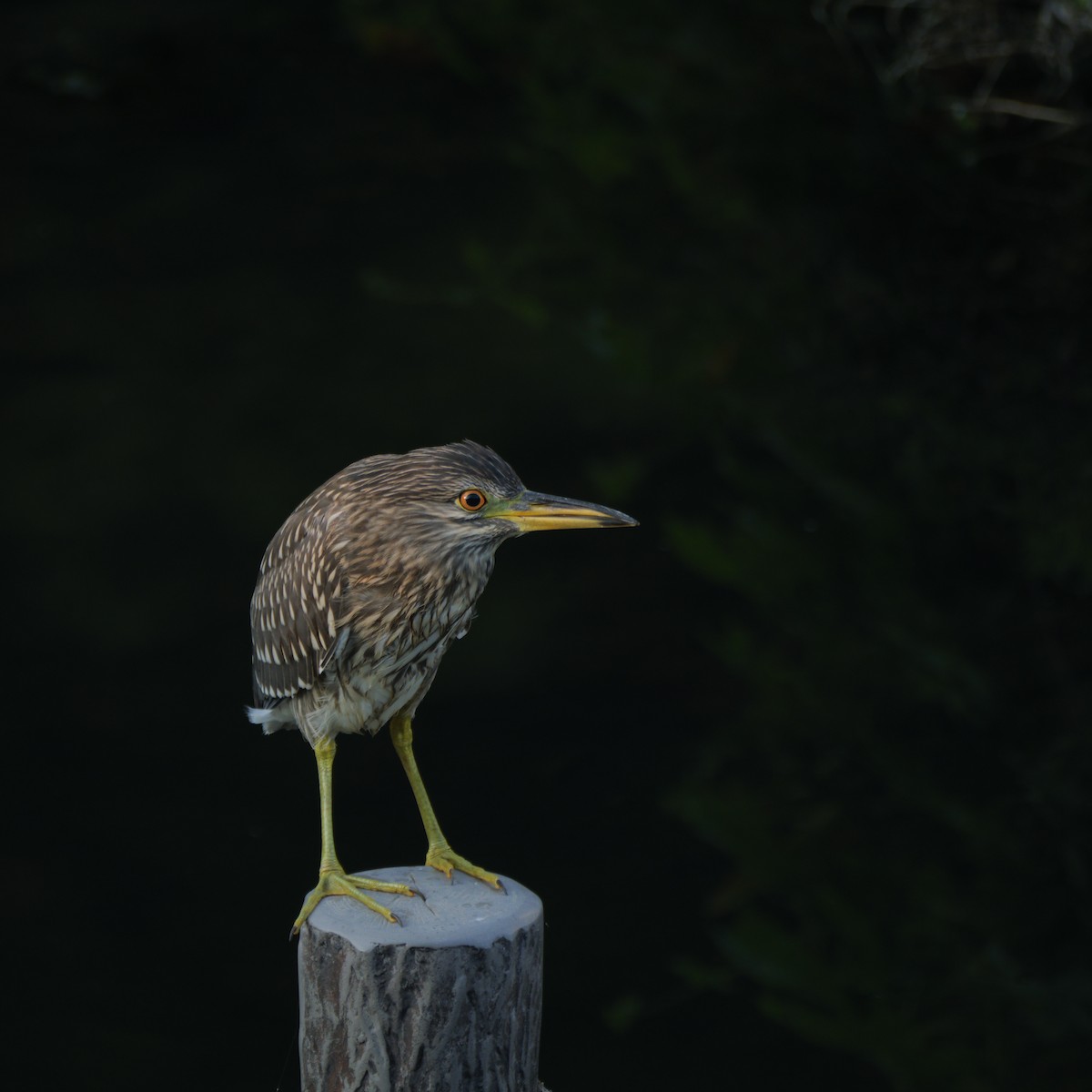 Black-crowned Night Heron - ML643317380