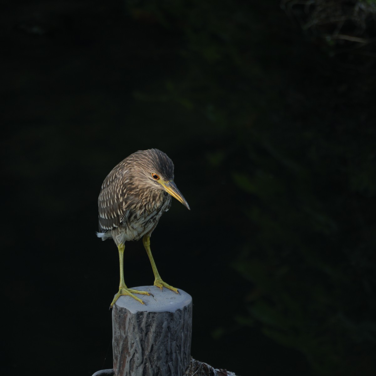 Black-crowned Night Heron - ML643317407