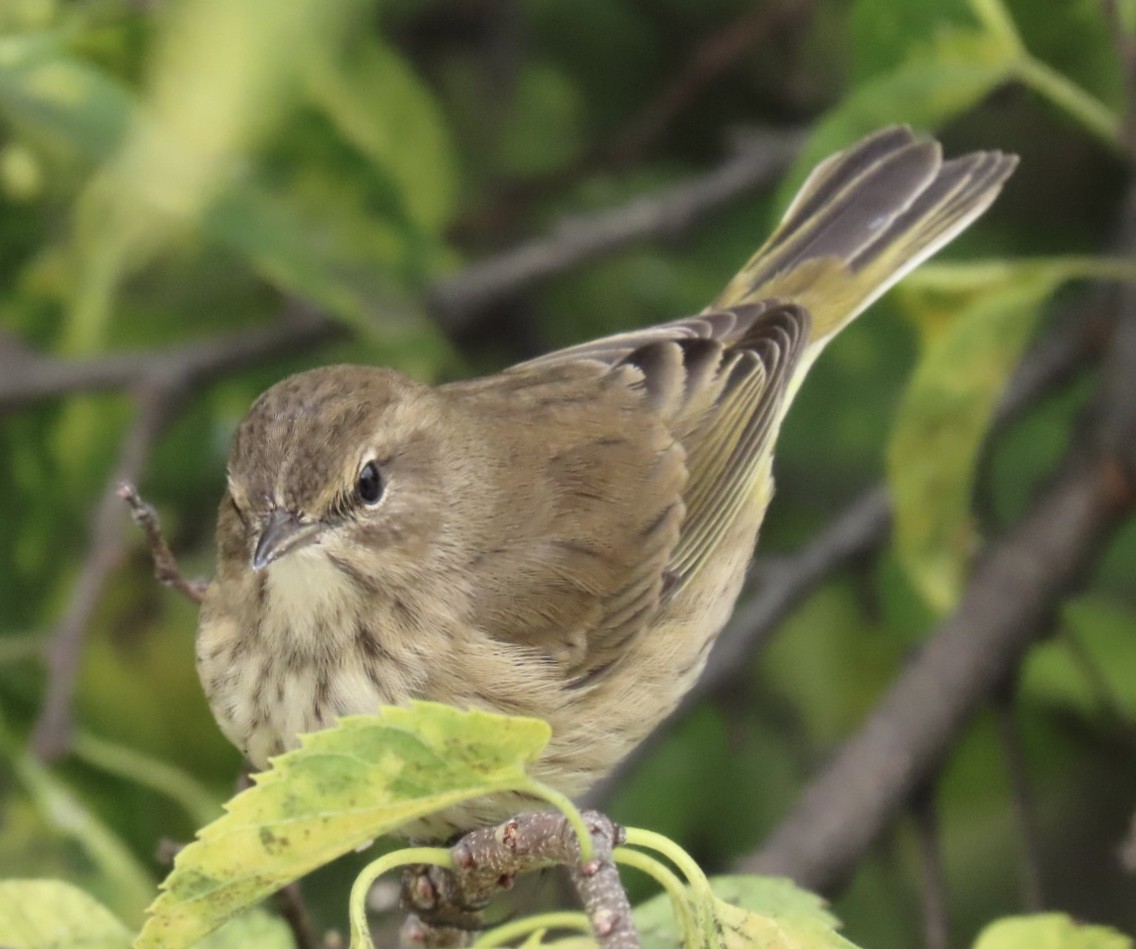 Palm Warbler (Western) - ML643317429
