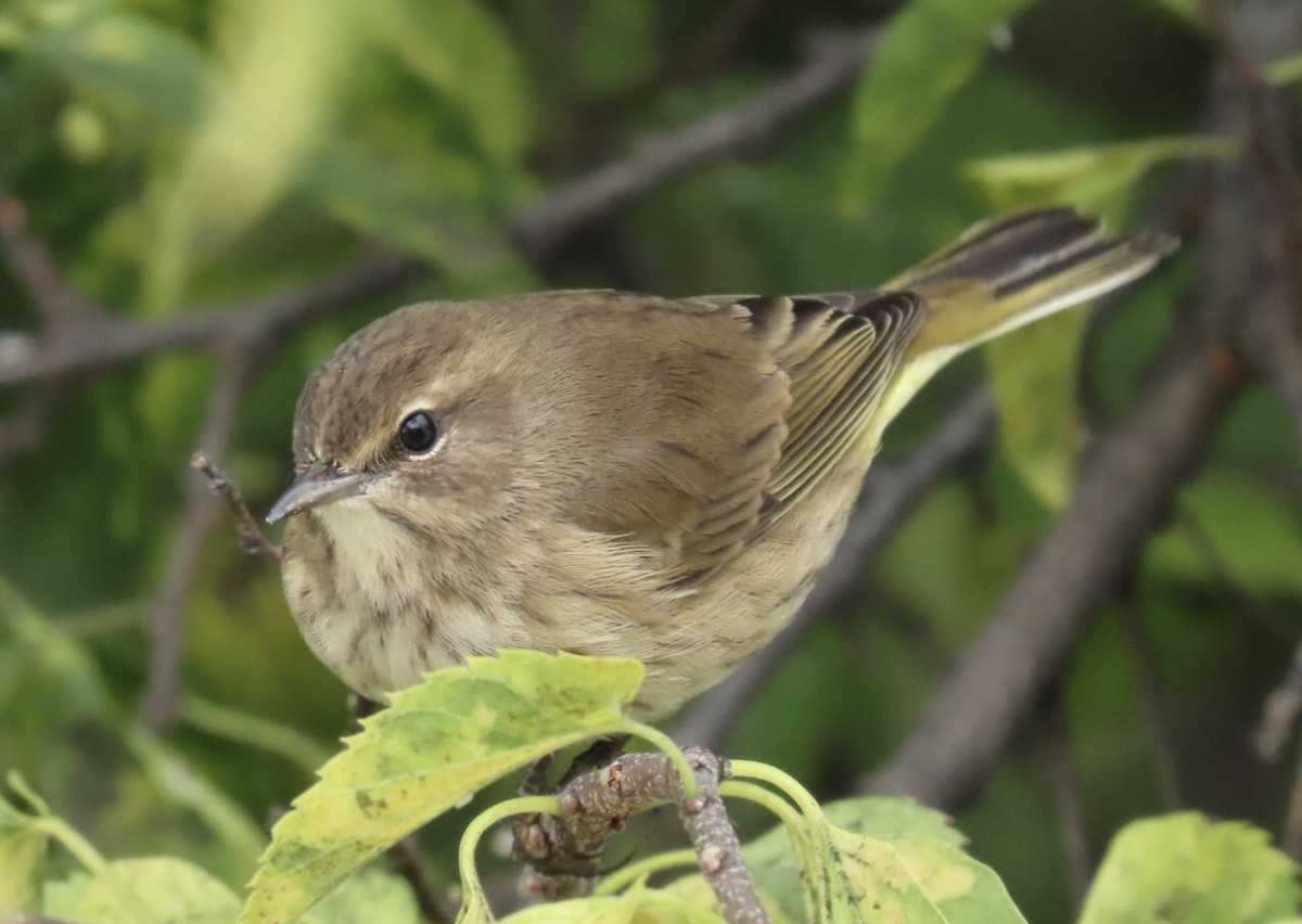Palm Warbler (Western) - ML643317430