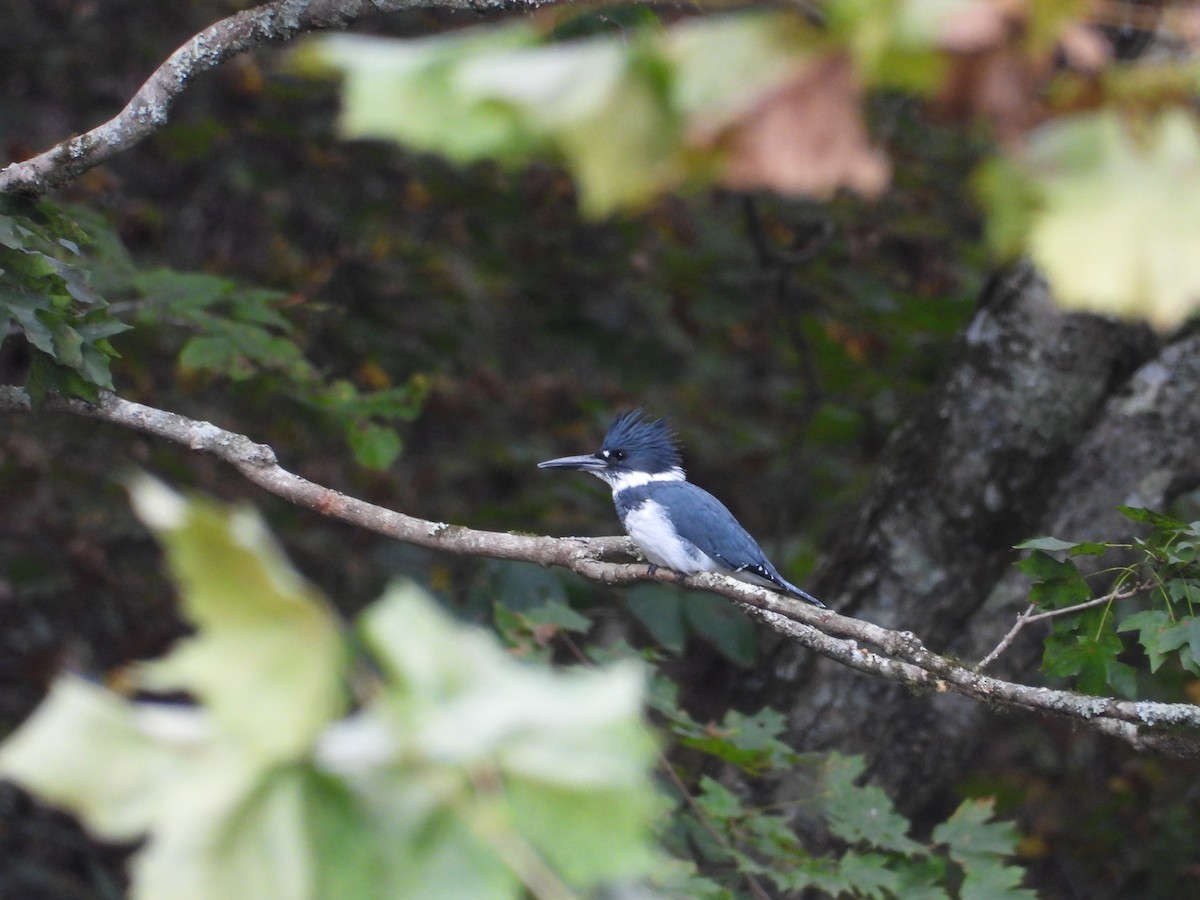 Belted Kingfisher - ML643317449