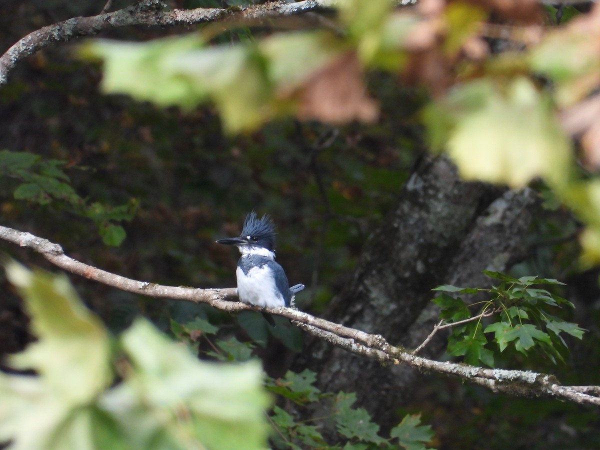 Belted Kingfisher - ML643317450