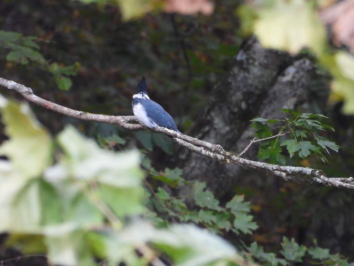 Belted Kingfisher - ML643317451