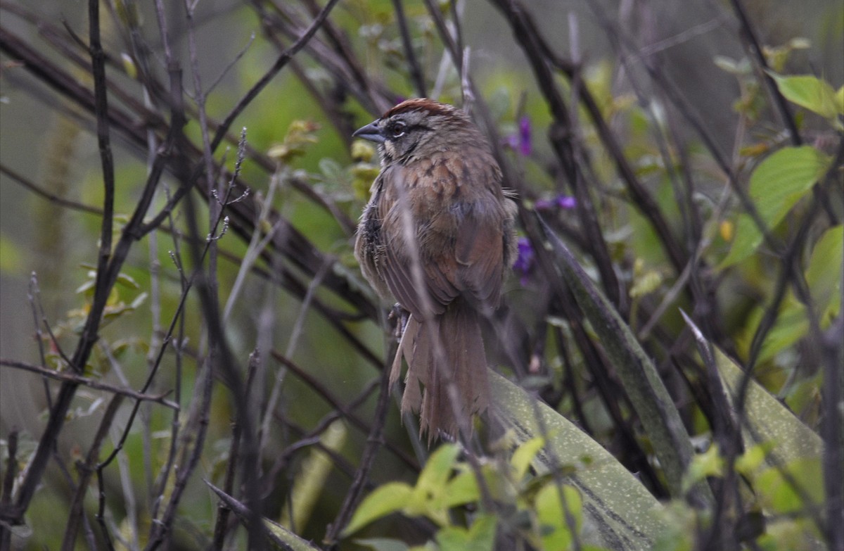 Rusty Sparrow - ML643317460