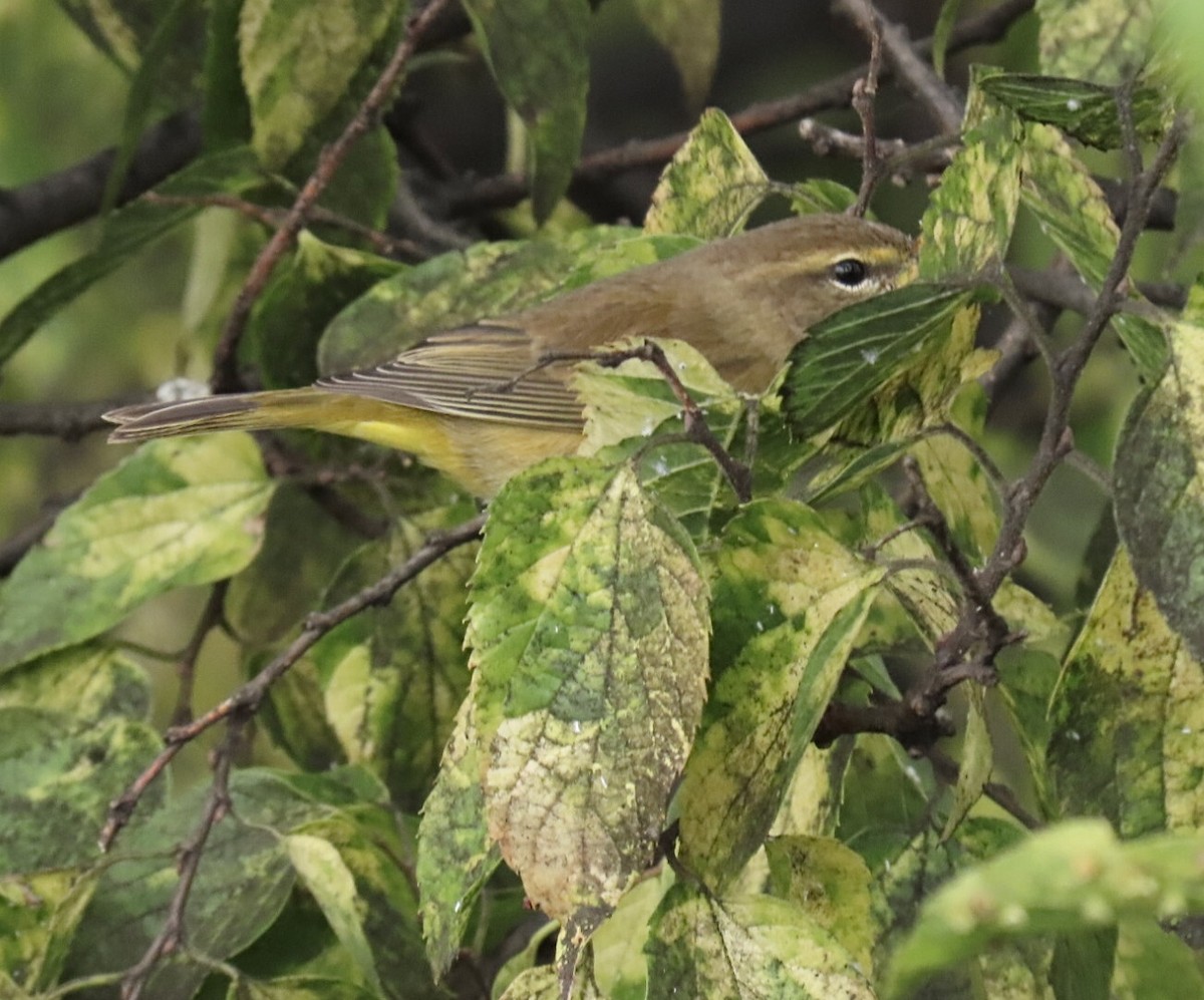 Palm Warbler (Yellow) - ML643317464