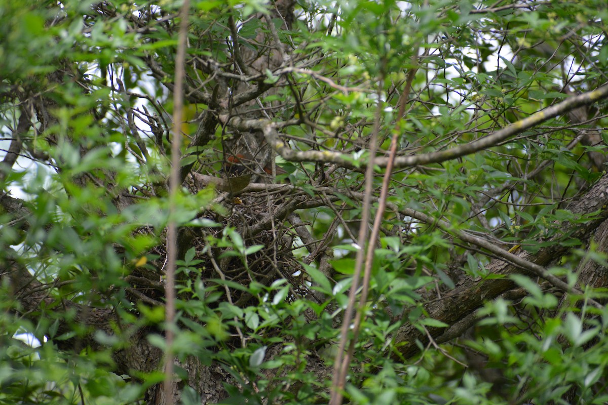 Spix's Spinetail - ML643317465