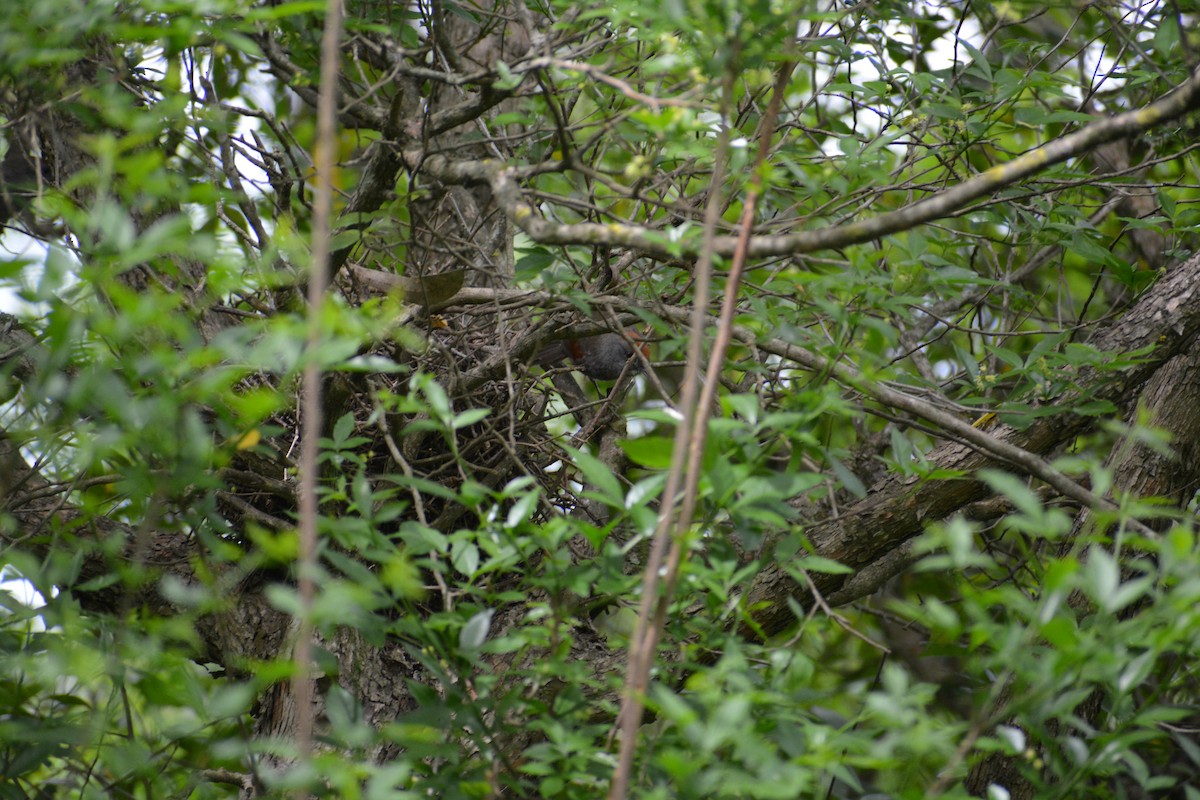 Spix's Spinetail - ML643317466