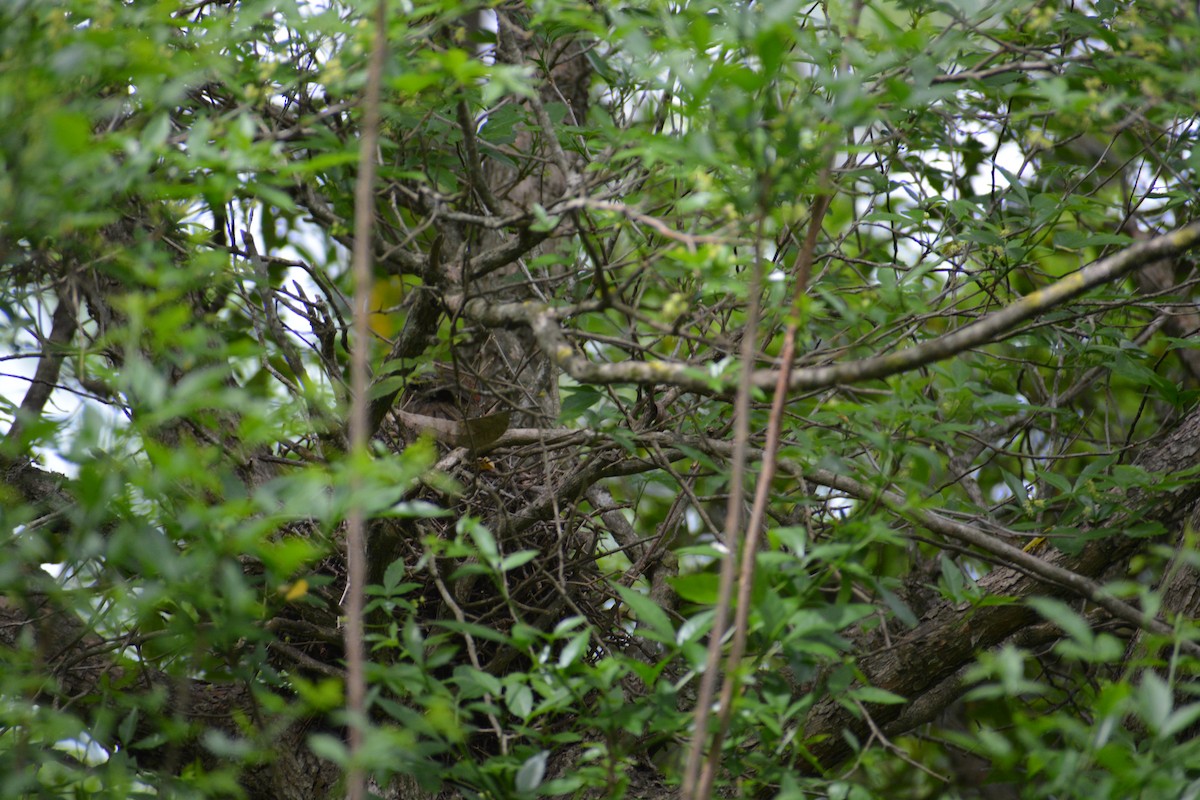 Spix's Spinetail - ML643317467