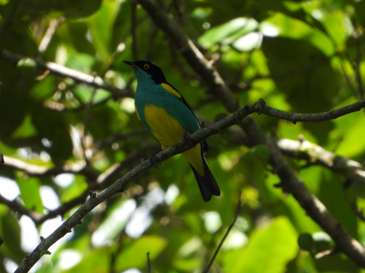 Black-faced Dacnis - ML643317475