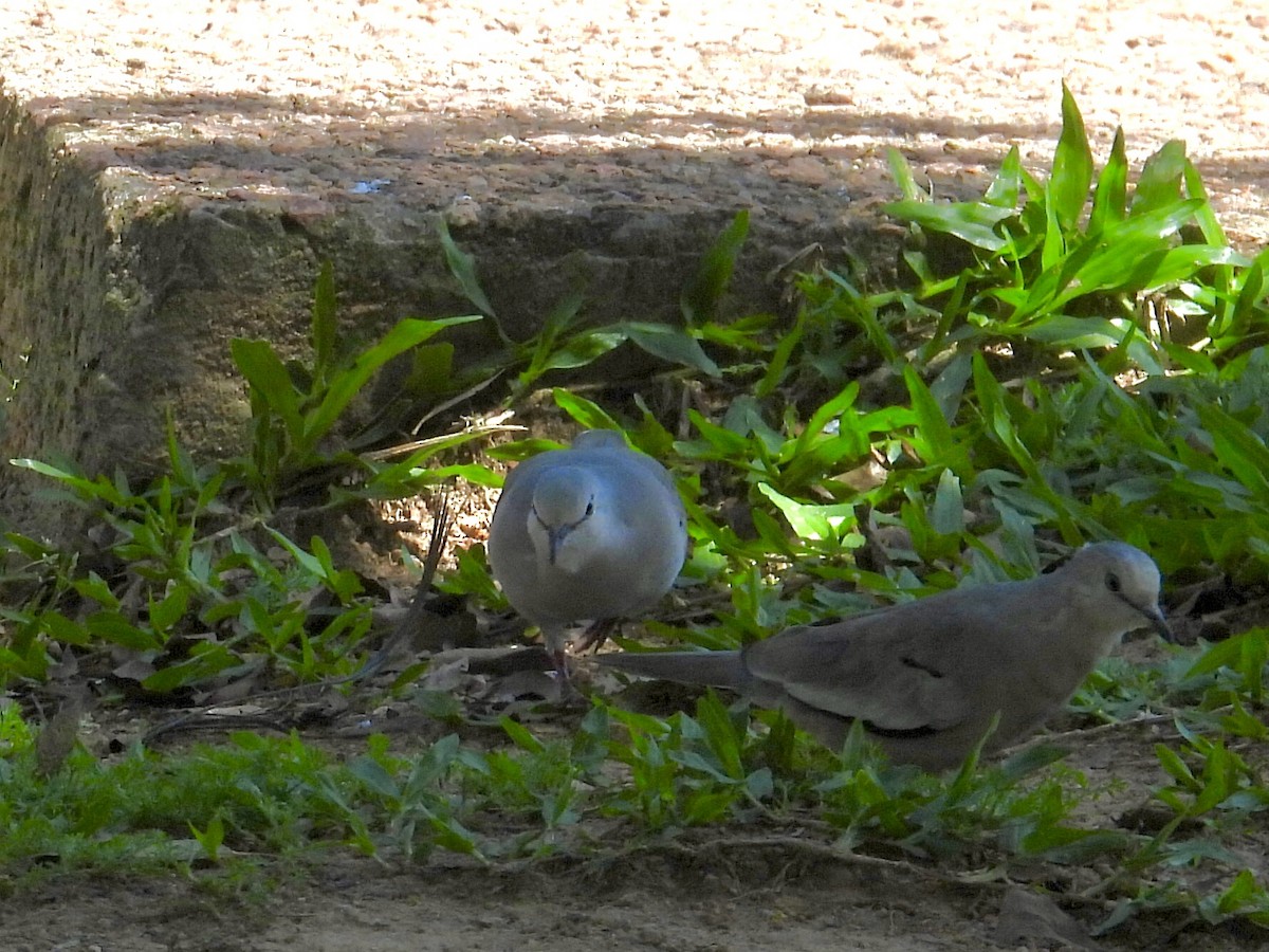 Picui Ground Dove - ML643317494