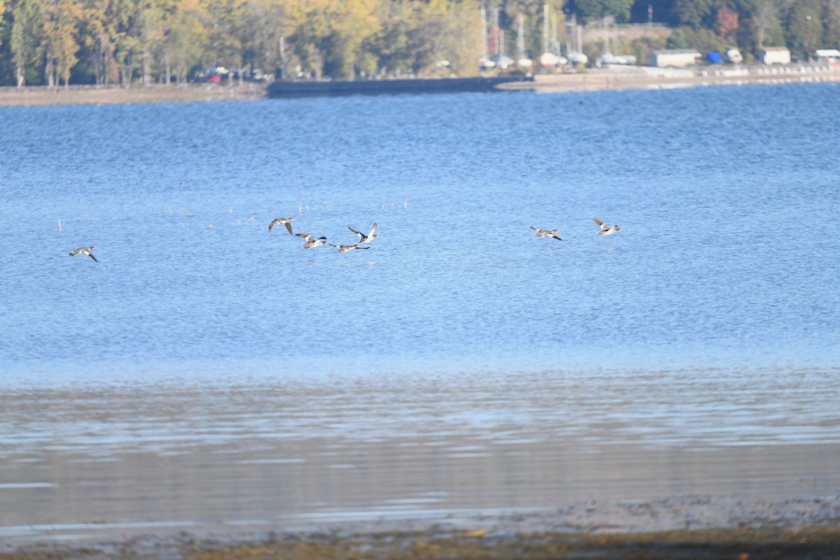 Common Merganser - ML643317496