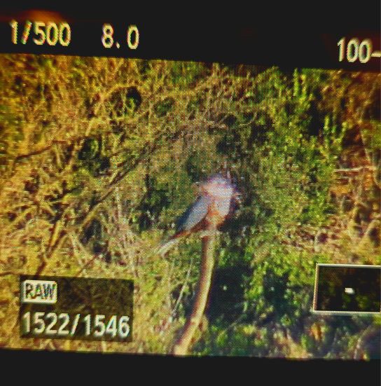 Ringed Kingfisher - ML643317517