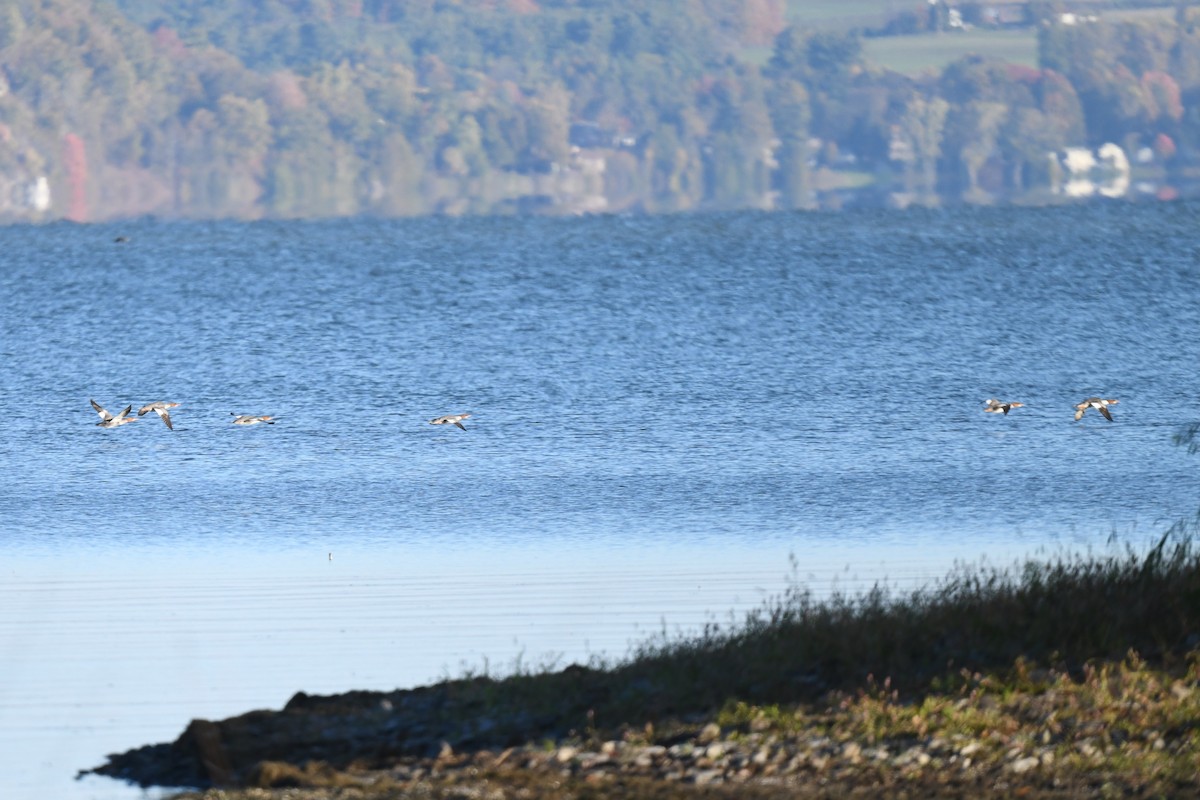 Common Merganser - ML643317526