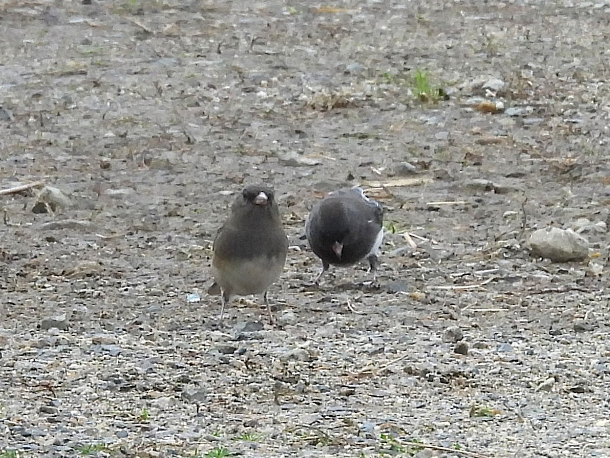 Dark-eyed Junco (Slate-colored) - ML643317537